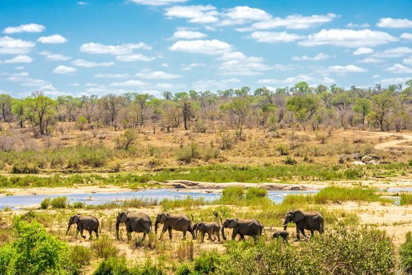 Splendeurs du Parc Kruger & Extension Chutes Victoria 13J/10N - 2025/2026 pas cher photo 15