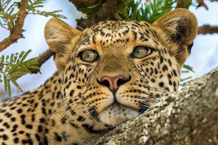 Circuit Merveilles du Kenya & extension Plage de Tiwi pas cher photo 4