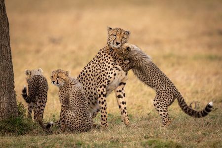 Circuit Merveilles du Kenya & extension Plage de Tiwi pas cher photo 17