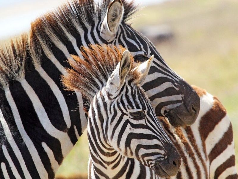 I Love Afrique du Sud & Chutes Victoria - 16J/13N - Du 10/01 au 21/03/26 pas cher photo 6