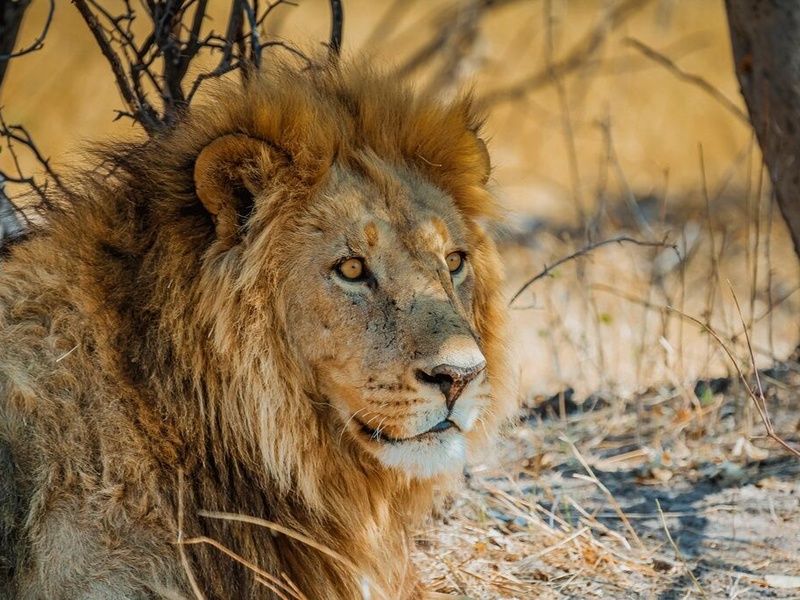 I Love Afrique du Sud & Chutes Victoria - 16J/13N - Du 10/01 au 21/03/26 pas cher photo 9