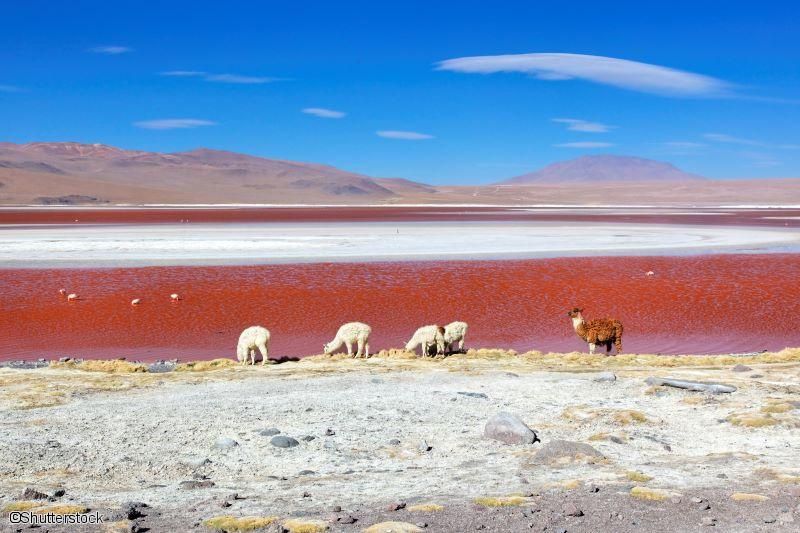 2025 - Circuit Bolivie, Entre lagunes et salar - 16 personnes maximum pas cher photo 2