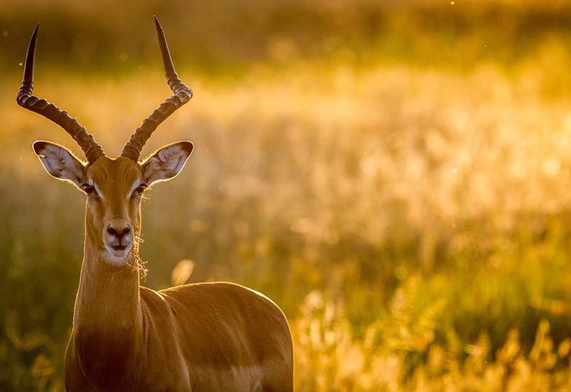 Circuit Afrique Australe, du Cap et Hermanus aux chutes Victoria pas cher photo 6