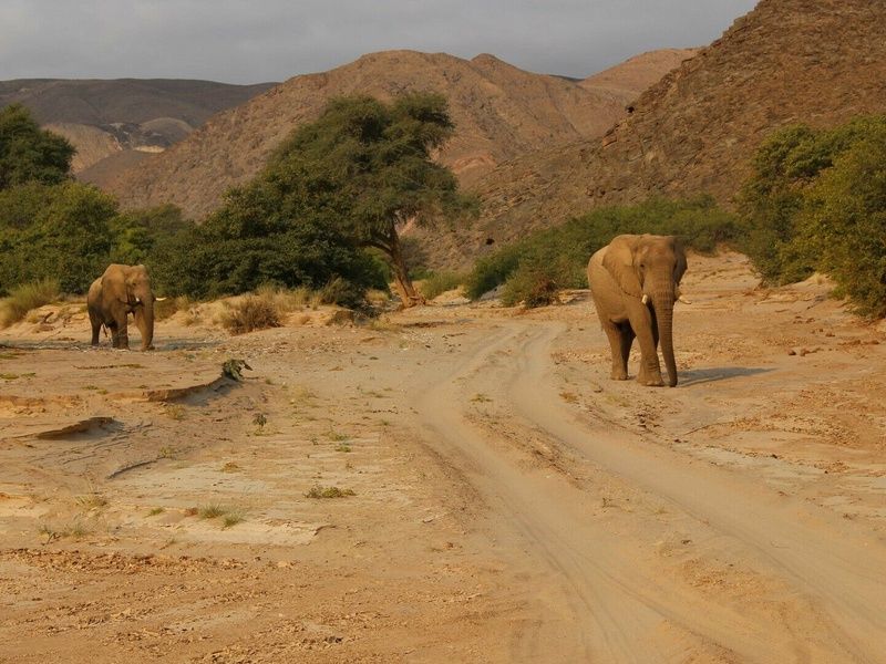 Circuit Vie sauvage dans le désert du Kunene pas cher photo 5