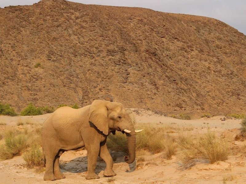 Circuit Vie sauvage dans le désert du Kunene pas cher photo 6