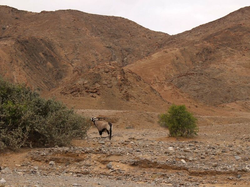 Circuit Vie sauvage dans le désert du Kunene pas cher photo 7