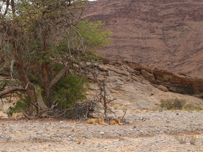 Circuit Vie sauvage dans le désert du Kunene pas cher photo 8