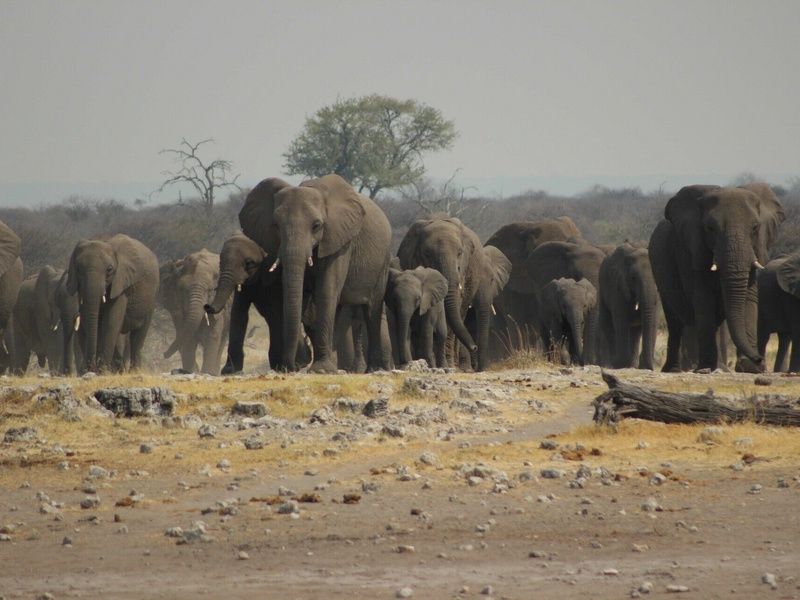 Circuit Vie sauvage dans le désert du Kunene pas cher photo 20