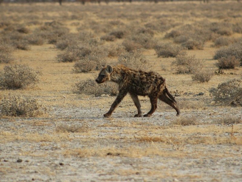 Circuit Vie sauvage dans le désert du Kunene pas cher photo 22