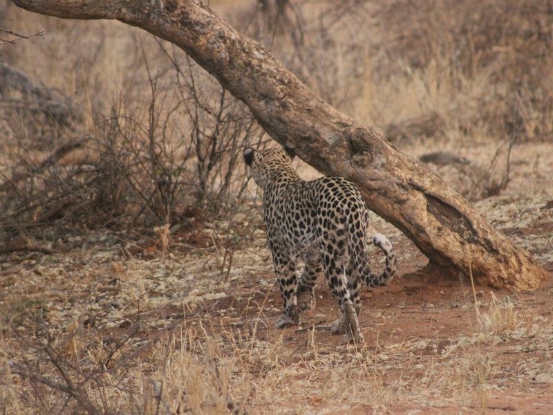 Circuit Vie sauvage dans le désert du Kunene pas cher photo 23