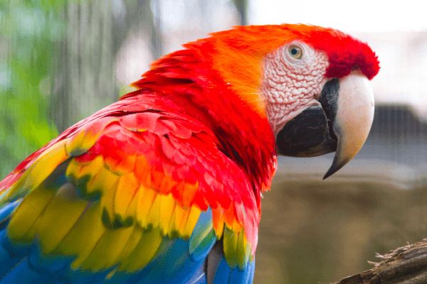 Circuit Baianas et Cariocas, Trésors du Brésil pas cher photo 8