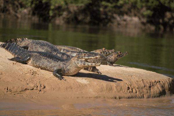 Circuit Baianas et Cariocas, Trésors du Brésil et Plaines du Pantanal pas cher photo 25