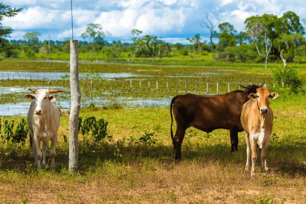 Circuit Baianas et Cariocas, Trésors du Brésil et Plaines du Pantanal pas cher photo 30
