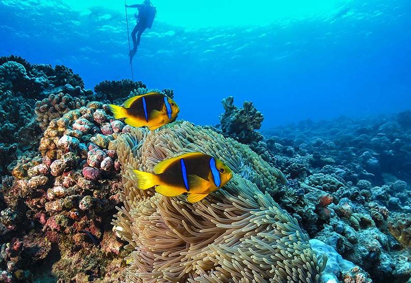Circuit Divine Polynésie, de Tahiti à Bora Bora pas cher photo 2