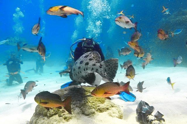 Mosaïque australienne pas cher photo 18