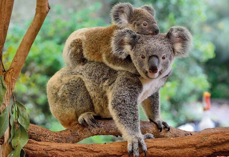 La Nouvelle-Zélande et l'Australie pas cher photo 2