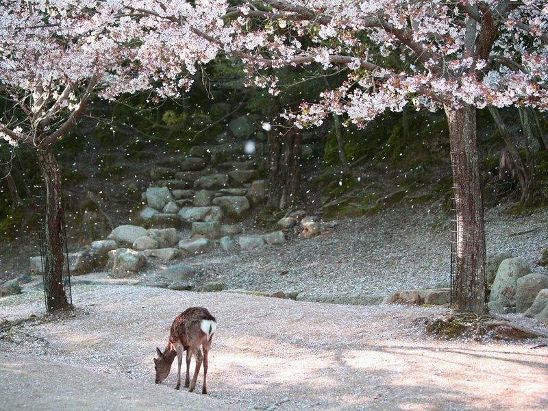Le Japon d'Est en Ouest - Circuit Individuel pas cher photo 15