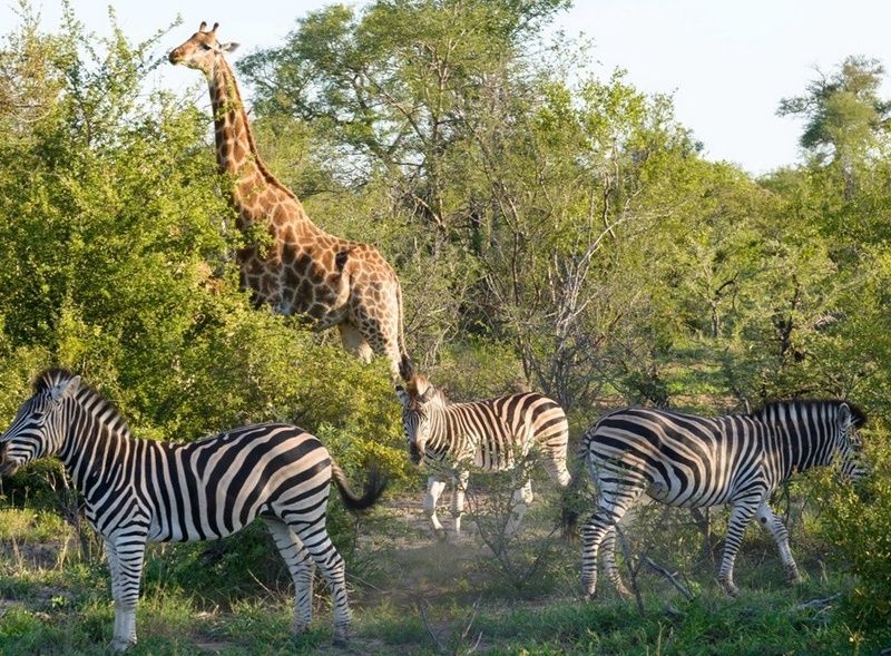 Circuit Safari Dream pas cher photo 3