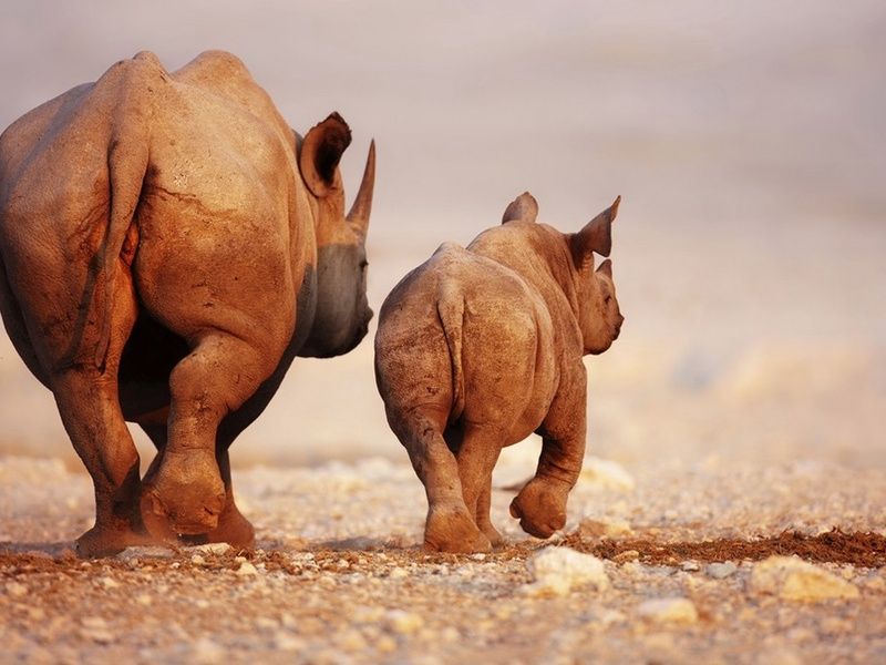 Circuit Safari Dream pas cher photo 8