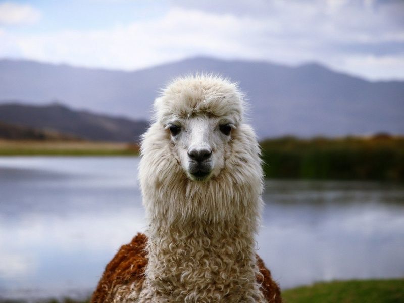 HOLA PERU 12J/10N - Limité à 18 pers. pas cher photo 5