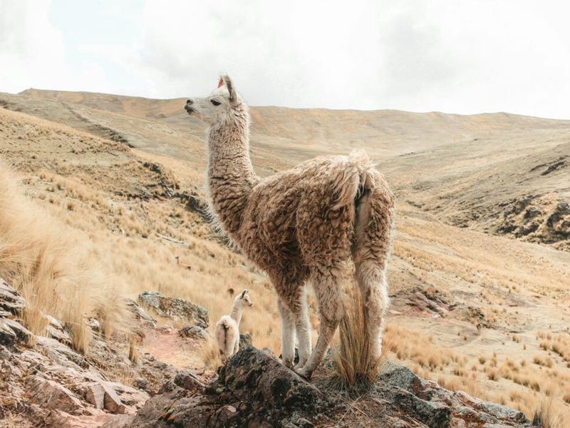 Circuit Privatif Epopée Péruvienne + extension Amazonie pas cher photo 7