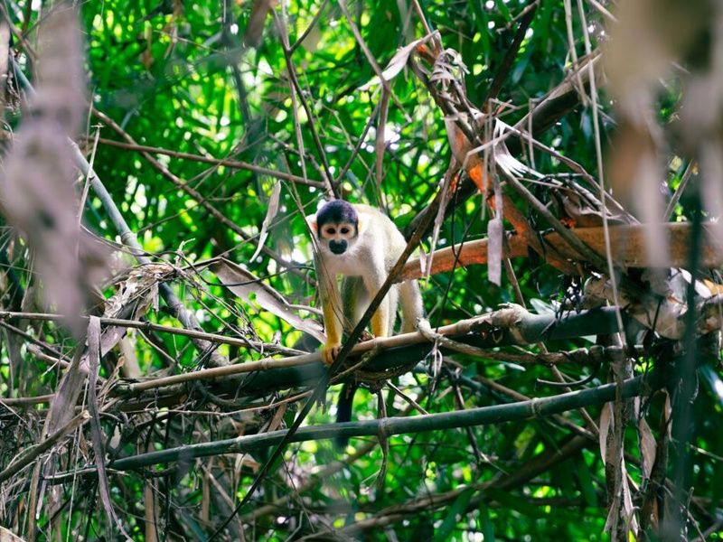 Circuit Privatif Epopée Péruvienne + extension Amazonie pas cher photo 32