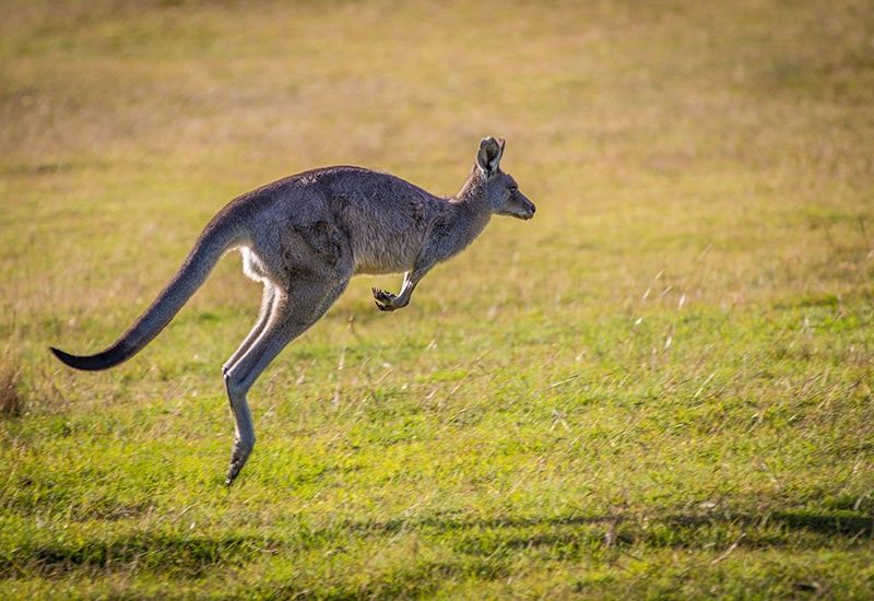 Circuit L'Australie, à la découverte d'un continent pas cher photo 7