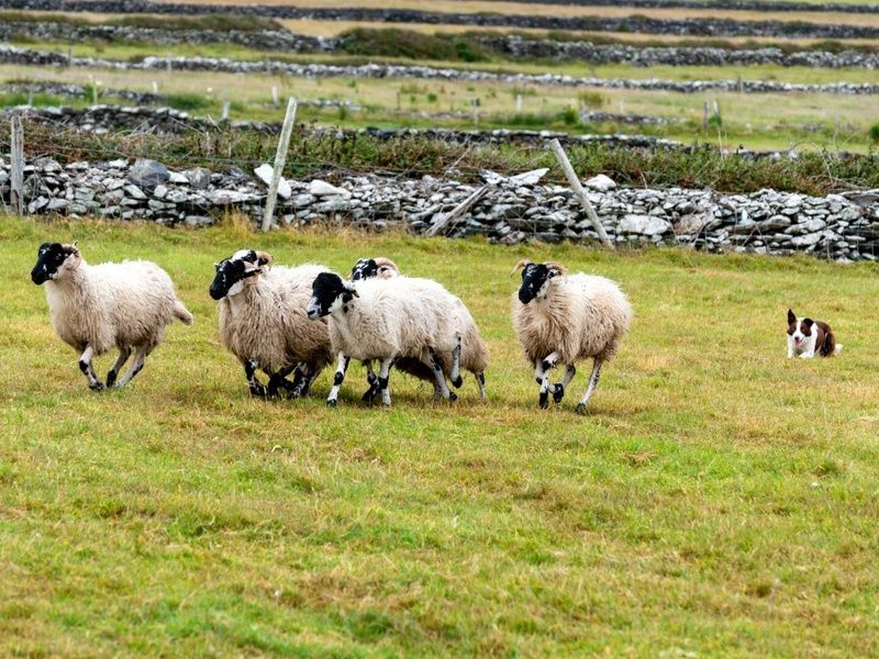 Cap sur l'Irlande - Extension Irlande du nord - 12J/11N - 2026 pas cher photo 10
