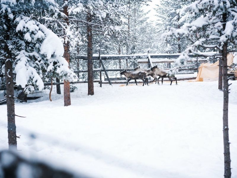 Circuit Aventure Polaire & Igloo en Finlande pas cher photo 5