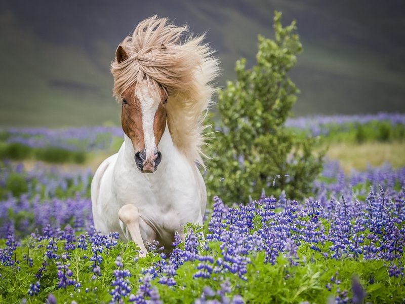 Autotour Merveilles du nord islandais 8 jours / 7 nuits pas cher photo 17