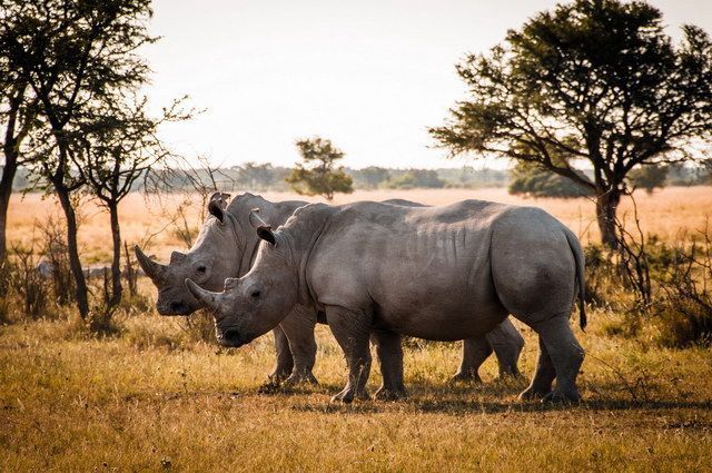 Chroniques d'Afrique Australe - Afrique du Sud, Zimbabwe, Eswatini pas cher photo 5