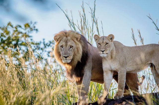 Chroniques d'Afrique Australe - Afrique du Sud, Zimbabwe, Eswatini pas cher photo 7