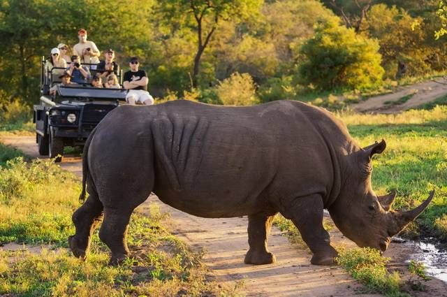 Chroniques d'Afrique Australe - Afrique du Sud, Zimbabwe, Eswatini pas cher photo 16