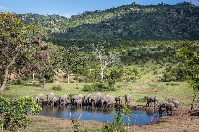 Chroniques d'Afrique Australe - Afrique du Sud, Zimbabwe, Eswatini pas cher photo 17