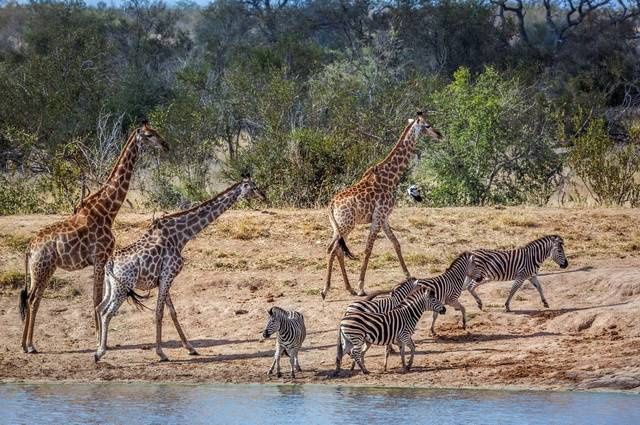 Chroniques d'Afrique Australe - Afrique du Sud, Zimbabwe, Eswatini pas cher photo 18