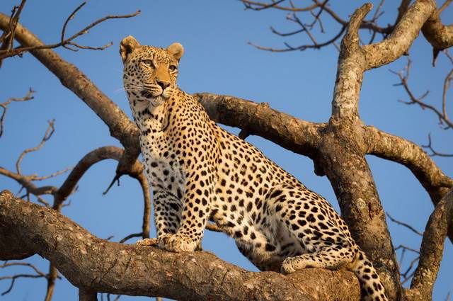 Chroniques d'Afrique Australe - Afrique du Sud, Zimbabwe, Eswatini pas cher photo 20