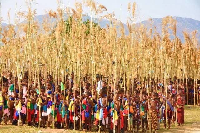 Chroniques d'Afrique Australe - Afrique du Sud, Zimbabwe, Eswatini pas cher photo 23