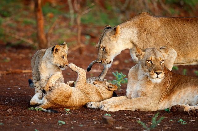 Chroniques d'Afrique Australe - Afrique du Sud, Zimbabwe, Eswatini pas cher photo 24