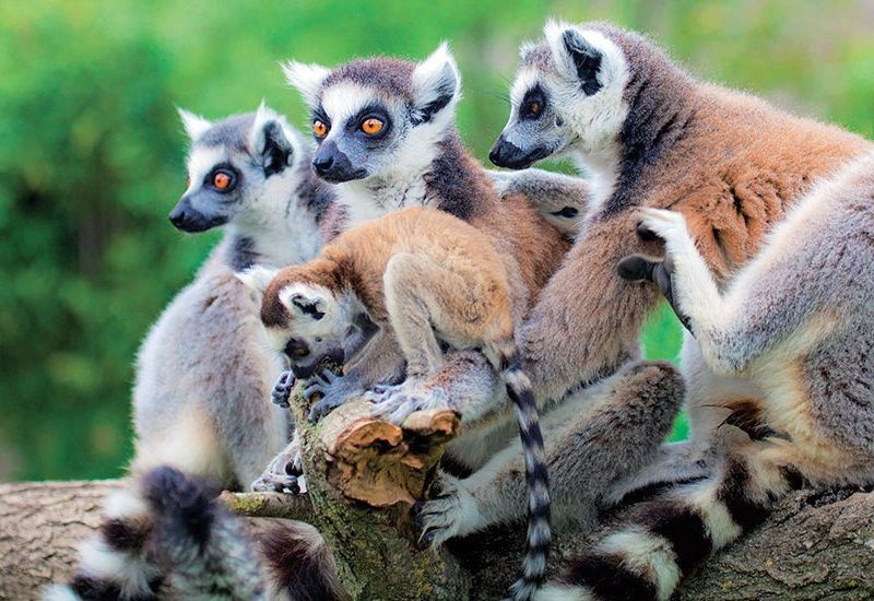 Circuit Madagascar Nature pas cher photo 4