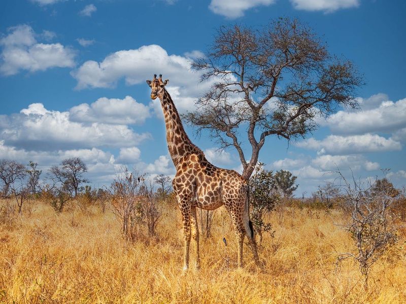 Merveilles Sud-Africaines - 15J/12N - 2025-2026 pas cher photo 4