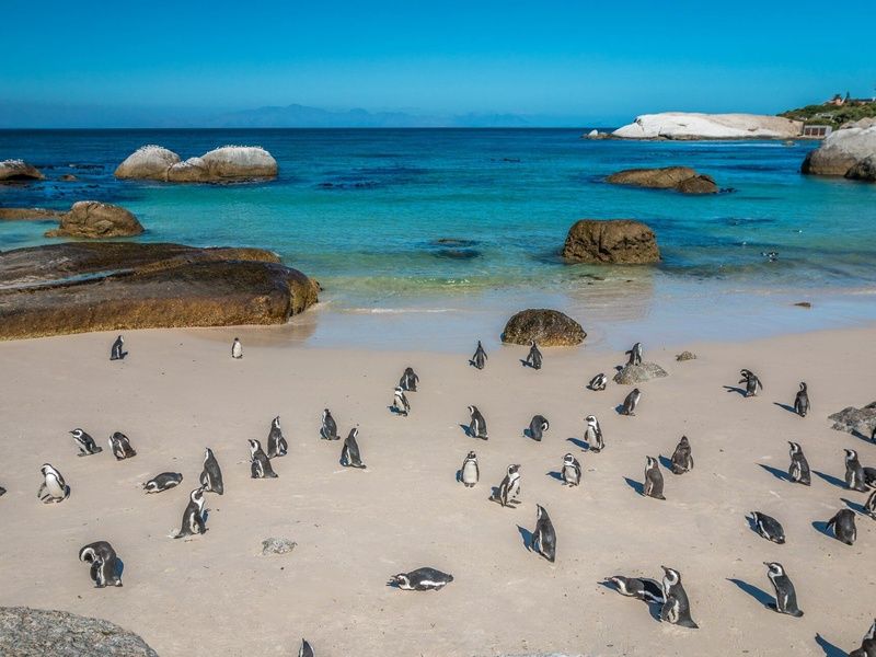 Merveilles Sud-Africaines - 15J/12N - 2025-2026 pas cher photo 6