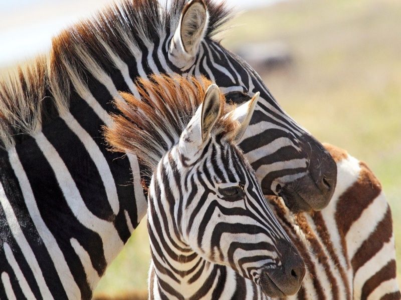 L'Afrique du Sud Intimiste & Chutes Victoria - 16J/13N Limité à 16 pers. (sauf sur la partie Victori pas cher photo 6