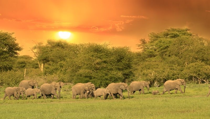 L'Afrique du Sud Intimiste, Chutes Victoria & Parc Chobe - 17J/14N Limité à 16 pers. (sauf sur la pa pas cher photo 4