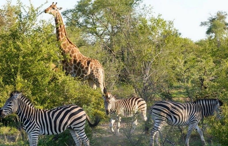 L'Afrique du Sud Intimiste, Chutes Victoria & Parc Chobe - 17J/14N Limité à 16 pers. (sauf sur la pa pas cher photo 1