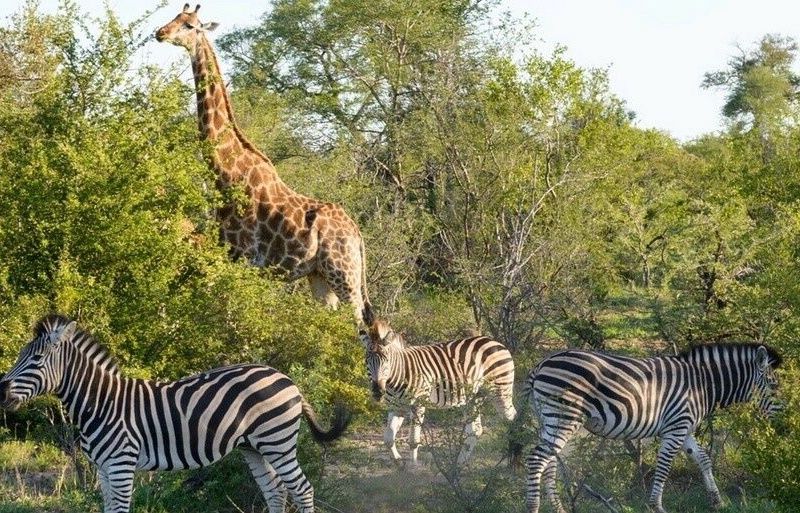 L'Afrique du Sud Intimiste, Chutes Victoria & Parc Chobe - 17J/14N Limité à 16 pers. (sauf sur la pa pas cher photo 3