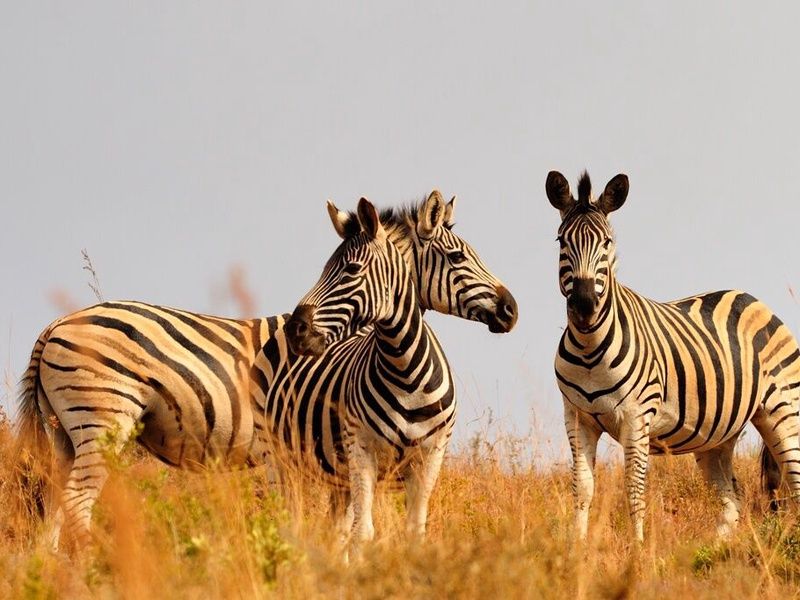 L'Afrique du Sud Intimiste, Chutes Victoria & Parc Chobe - 17J/14N Limité à 16 pers. (sauf sur la pa pas cher photo 8