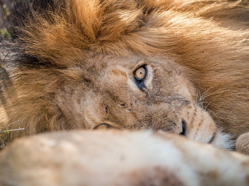 Trésors d'Afrique du Sud, Chutes Victoria & Parc de Chobe 12J/9N pas cher photo 5