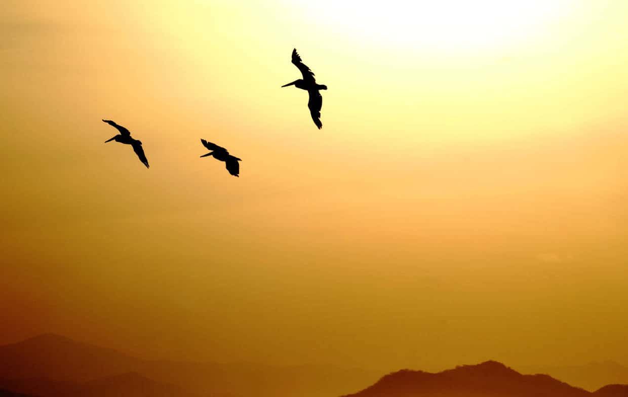 Circuit Beautés du Costa Rica 3* pas cher photo 6