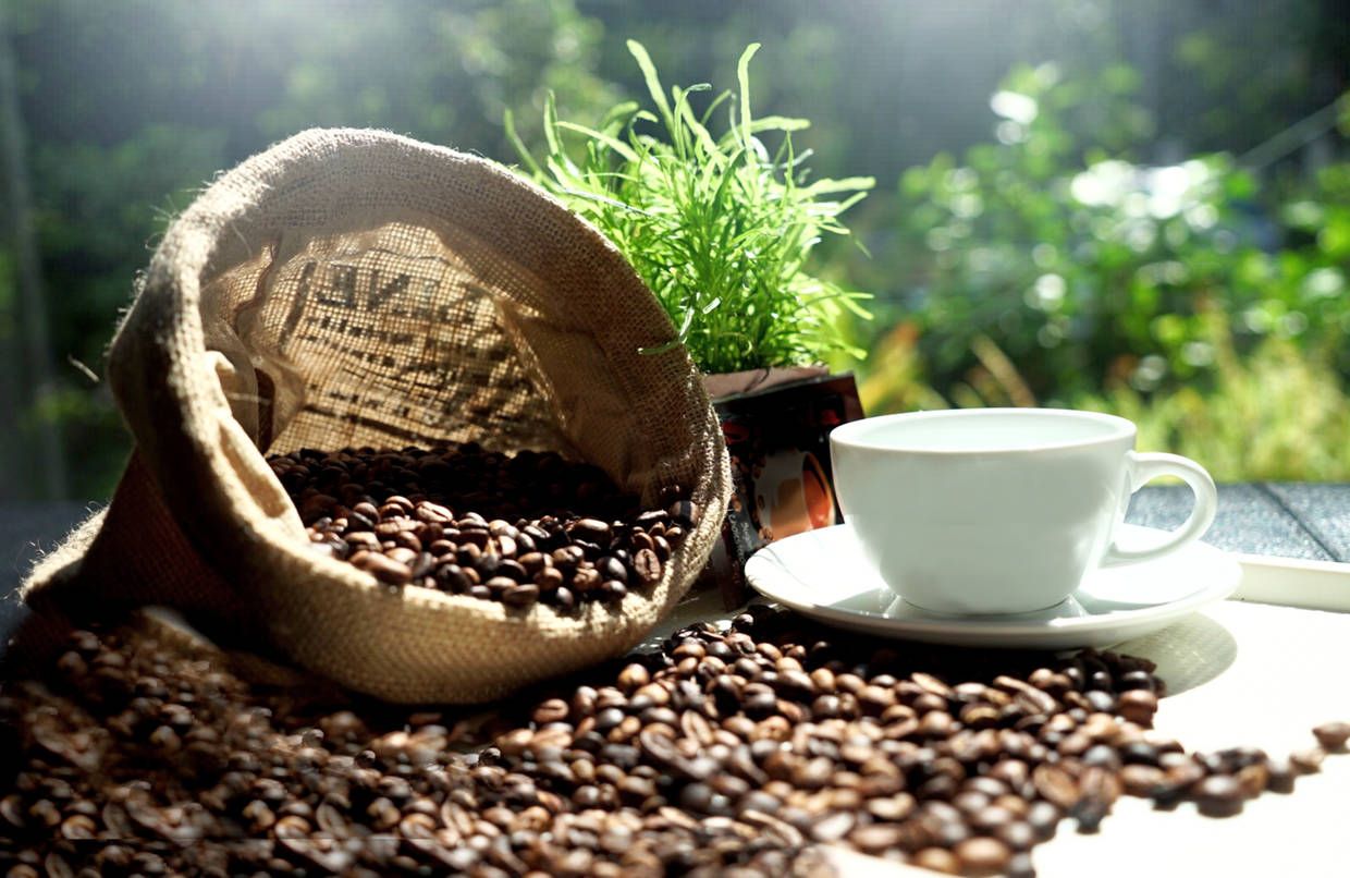 Circuit Jungles et forêts pas cher photo 19