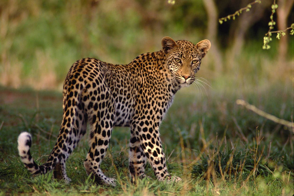 Circuit A la découverte de l'Afrique du Sud 3* pas cher photo 6